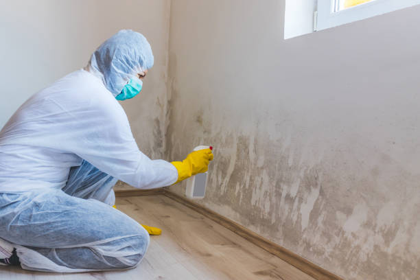 Licensed Mold Removal service in Quantico, VA - WQB Mold Removal
