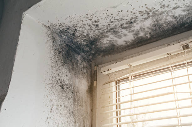 Affordable Mold Removal solutions in Quantico, VA