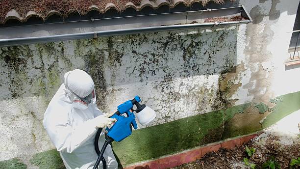 Top rated local Mold Removal specialists in Quantico, VA